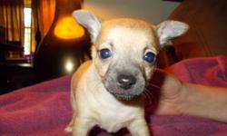 We have 1 -(9) week old male chihuahua left he&nbsp; come with deworming upto date/ckck&apri papers,puppy food kits/toys/2-sets of (5)way puppy shot's
he is&nbsp; mixed in color's/sorry no shipping
please email me(billielafon@frontier.com) or call before