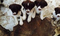 I have nice 4 females and 2 males English Springer Spaniel whit CKC documents. Avalable now.Tails fixed and first vaccine done $550 obo call 818-633-2682