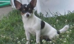 I have a female Tri-colored playful & loving CKC pure bred Chihuahua.Born on 2/23/11 ready to be adopted.Dad is 5lb and mom is 4lb.She is up to date with her shots and has been to the vet 3x's.If intrested or for more information call 815-252-2510