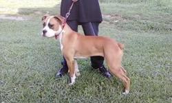 This beautiful CKC female boxer was born on 11-11-10 with a very loving attitude. She loves to play with children as well with other dogs. I know she will make a great loving family dog. She is ready to love you as much as you will love her. Unfortunaly,