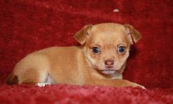 Chihuahua Applehead Puppies CKC Reg.&nbsp;Fawn. Mother 5 pounds, Father 3.5 Pounds. 3 Females will be ready for a good home and great Christmas gift on December 20th.&nbsp;Born on October 25th. Excellent companions & family pets. Paper trained.
