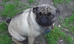 Very lovable female CKC registered Pug. She is 3 yrs. old. Is up to date on all her shots and wormings. Is potty trained. Loves lots of attention, to have her stomach rubbed, kids, and gets along great with other animals. Am asking $350.00 for adoption