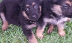 CKC registered German Shepherd puppies. 6 weeks old on May 15th, black & tan, first round of shots, wormed, parents on premises. 7 females, 1 male. $425 cash only please. 713-542-8299