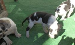 I have&nbsp;2 CKC great dane puppies left.&nbsp;Both are males. They are lovely and very playful. Born 2/13/2014 (7weeks and&nbsp;4 days old today 4/07/2014). UTD on dewormer and shots. Will be 8 weeks old 4/9/2014. Im taking deposits now to save puppies.
