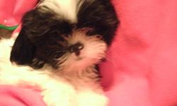 1 male ckc black and white Shih -Tzu borned 11-09-2013 3 Parvo shots worned up to date $300.00 call 337-478-6253