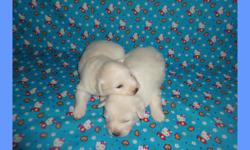 CKC registered miniature American Eskimo puppies, two females. They will come with all shots already and dewormed (only will need the rabies shot) and one year health guarantee. Good with kids, friendly and playful. Raised in a clean loving environment