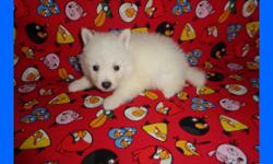 CKC registered miniature American Eskimo puppies. Three males at $500 each. They will be ready to go on July 9, if you pick them up in person. They will come with all the shots and worming up to date, and with one year health guarantee. Good with kids,