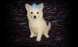 CKC registered miniature American Eskimo puppies. Four females at $700 each and one male at $500. They are ready for pick up. They will come with all the shots and worming up to date, and with one year health guarantee.Good with kids, friendly, and