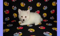 CKC registered male miniature American Eskimo puppy, 8 weeks old. He is ready for pick up. He will come with all the shots and worming up to date, and with one year health guarantee. Good with kids, friendly, and playful. Raised in a clean loving