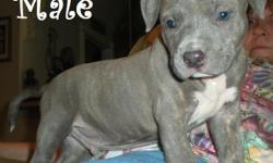 I have CKC pit bull puppies 1 blue male beautiful tiger stripe markings, 1 blue female dark blue with blue eyes , 1 fawn male and 1 fawn female i have mom and dad, dad is 115lbs beautiful strong blue and mom is a blue fawn , pups have been wormed and have