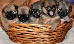 Gorgeous Sable Pomeranian Puppies for sale!&nbsp; CKC registered.&nbsp; Should weigh 5-7 lbs full grown.&nbsp; Beautiful&nbsp;thick coats and pretty markings.&nbsp;&nbsp;Raised inside&nbsp;the home.&nbsp;&nbsp;Will be ready just in time for