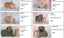 We have 3 litters of CKC Pomeranian Pups that will be ready for Forever Families starting at the end of June to the first part of July 2011. We have fox-, teddy bear & baby doll faced poms and a variety of colors. They are current on their shots &