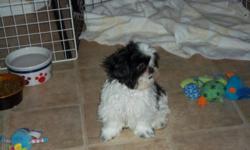 I have a very sweet little male Shih-Tzu puppy he &nbsp;is 4 months old and weighs 3 lbs 10 oz &nbsp;. he is Black and White. &nbsp; and up to date on Shots and wormed. asking $500. &nbsp;if you would &nbsp; like to come see him just call -- or --