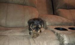 i have a male and female yorkie puppy. they are very small they will weigh around 4 pounds grown. they are starting to use puppy pads. they are very sweet and playfull. 832-470-2910