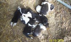 I have 4 male and 3 female pups that were born 10/13/10. They will not be ready until 12/08/12. Their mother is black and white and the father is brown and white. I have two other grown akitas so, you can see why I want to give these pups a good loving