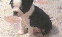 I have four beautiful male Boston Terrier puppies for sale. They are CKC registered and 7 weeks old. Colors are black and white. I live in SW Huntsville, not far off Memorial Pkwy and Hobbs Road. The photos are of Romeo, Biscuit, Hot Stuff and Perky. Call