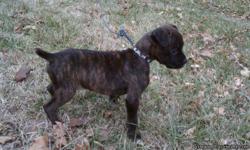 8 week old CKC registered female reverse brindle boxer puppy... she has had her first shots, been dewormed 3 times, is semi potty trained, she ia a wonderful dog.. for more info. text or call 615-388-9150