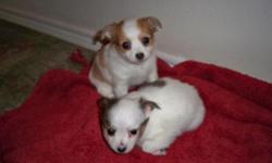 CKC Registered chihuahua puppies born on 12/30/10, & are 11wks old and READY for their new home. Our puppies come with a puppy pack, at least 2 sets of shots, Veterinary records, CKC papers, and a 6 MONTH HEALTH GUARANTEE! Puppies are Pad Trained as well.