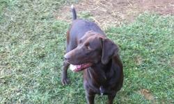 CKC Registered Chocolate Female Labrador Retriever! Her name is Molly. She is 5 years old. She is chocolate in color and CKC Registered. Molly is 75 pounds, very smart and loves the water. She knows how to sit and handshake. She is leash trained and loves