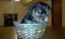 Description
I have two little furry 12 week old male CKC Yorkie puppies for adoption. They come with their fist shots/dewormings, health card record, and written health guarantee. These little fellows will grow to mature to between 6 and 7 lbs. They are