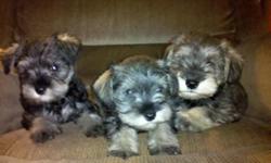 I have a litter of little baby miniature schnauzer puppies ready for adoption. These little guys are black and silver and what some call the party color. The adoption fee for the puppies is $350.00 These puppies will be 10 to 12 pounds full grown and have