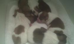 These puppies were born Fathers day and there really tiny and Beautiful they are healthy and will be ready for new homes This weekend aug 13th. I have the mommy and daddy on site there my personal family(Babies) these puppys are extrordinary there only