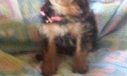 &nbsp;CKC &nbsp;Registered &nbsp;Miniature Yorkies / born July 7th ~~~ Vet &nbsp;Checked &nbsp;~~~ &nbsp; Tails Docked ~~~ Dew Claws Removed ~~~ Up-To-Date Shots ~~~ Have one Female $800 ~~~ Male $700. Puppies have been raised in family environment. For