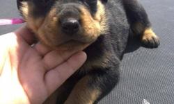 We have 5 female CKC Rottweiler puppies availiable still. They were born Feb. 24th, 2011. They will be ready to go home for April 7th. We are now taking $200 deposits. They have their tails and dewclaws removed. They will be up to date on wormings and