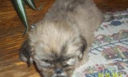 Beautiful male&nbsp; 6 week old CKC SHIH-TZU puppy for sale. He has been wormed and had his shot. His Mom weighs 4.5 pounds and his Dad weighs 5 pounds will be small when grown.