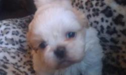 Adorable Ckc reg. Shih Tzu puppies for sale. &nbsp;1 male (White/cream markings) 2 females( tri-color) 2 females (white/black). 1st shots & deworming. &nbsp;Beautiful homeraised puppies. &nbsp;Taking deposits now, will be ready to go to a loving home on