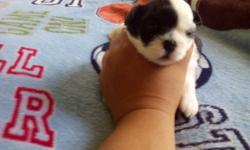 we have alot of shihtuz female and one littel male they are black and white and one female is blue fawn liver color little girl they will have there shots and come with start pack for them they will be lest train befor leaving and groom ready for you we