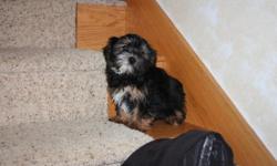We have 1 male and 1 female shorkie available.The mom is the shih tzu and the dad is the yorkie.They are great pets for old and young.They come with CKC registration papers and a health guarantee.Call,e-mail or go to www.mipuppy.com for more information.