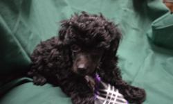 Beautiful black male toy Poodle ,ready for their permanent home8weeks old first shots and dewormed, dewclaws removed and tails docked please text or email if you are interested in knowing more about these sweet baby boys.