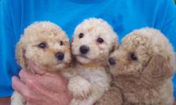 CKC registered toy poodles . 3 females and 1 male. We are in Panama City and would love to have you come visit anytime. At 8 weeks we will have 1st shots, health cert. and are already "pee pad" trainned. We are loved and handled daily. We are not a puppy