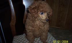 CKC Toy Poodle male&nbsp;, he is&nbsp; red very beautful ,very playful loving ,800.00 cash&nbsp; &nbsp;828-478-2818&nbsp;&nbsp; he has been to vet. had&nbsp; shot and de-worming tail dock and dew clews removed he is going on&nbsp;14 weeks old