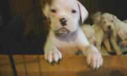 ckc white boxer puppies. tails docked and first shots. call 419-604-4644 for more details.