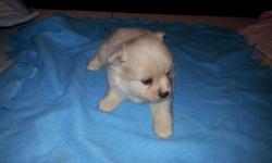 ckc white toy pomeranian puppies 8 weeks old females $600 &nbsp;black and tan puppies $500 each &nbsp;first shots and dewormed comes with a shot record and a form for the papers and a contract go to my web site at diazlittletreasures.com and click on pom