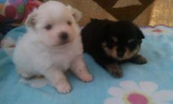 ckc white pomeranian puppies 6 whiote males and one black and tan male and one white female puppy &nbsp;they are 5 weeks old right now ready to go at 8 weeks old &nbsp;a deposit will hold one for you &nbsp;call &nbsp;for info at --