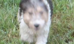 We have CKC registered Wire Fox Terrier puppies. They're tri-color. Our puppies are well socialized and family oriented. Both parents are on the premises and a friendly. The tails have been docked and the dew claws are removed. They have 1 shot and