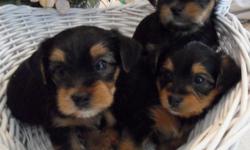 Fully registered by CKC, father is a AKC Yorkshire Terrier (full blood, pedigree) mother is a CKC Yorkshire Terrier (75%) Chihuahua (25%) with pedigree. Black & Tan coat, full shots, tails docked and dew claws removed. Raised in a non-smoking, loving
