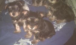 5 Male Yorkies ready for their new homes after Feb.5, 2011. They were born Dec.11, 2010. Mom and Dad are CKC registered. Dad is black and brown and Mom is gold and silver. They both weigh about 10lbs. Dad carries parti colors. They are UTD on shots and