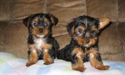 ckc yorkshire terrier puppies 1 female $500.00 2 males $450.00 shots and wormings up to date health guarantee ,born 5/11/2011 black and gold color.if interested call 803-810-6367