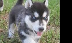Clever Siberian Husky Pups they are very lovely and Playful
CONTACT&nbsp;&nbsp; (313) 723-5160&nbsp;&nbsp;&nbsp;&nbsp; FOR MORE INFO AND PICS
&nbsp;