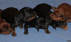First Generation Cockapoo Puppies for sale.
Ready to go on 8/23/14.
Will have first shot and wormings when they go home at 8 weeks of age.
We have one black and tan female and black and tan males available.&nbsp;
Parents on site.
Taking deposits.