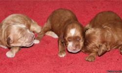 First Generation Cockapoo Puppies For Sale.&nbsp; We have one female and we have males.&nbsp; Price is $450.
They will have their first shot and wormings when they go home on 10/18/14 at 8 weeks of age.
Dew Claws removed and tails docked.&nbsp; Parents on