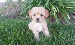 Cockapoo puppies are highly trainable with a keen intelligence. They are curious and eager to perform. &nbsp;They are a great family dog. &nbsp;They are hypoallegenic dogs so they do great with people who suffer from allergies.