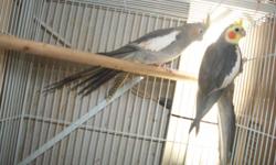 cockatiels 2 pairs i have gray male and pied gray female for sale in det mi 100 &nbsp; a pair obo no cage one female have no tail