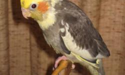 Small Hobby Breeder has 4 Male 10 week old Hand fed, very Tame baby cockatiels for sale. All NCS banded. All DNA sexed as male! Two Normals (Gray), one Pearl and one Pied. Weaned to veggies and pellets. Usually sell for $120.00 each ($20.00 is what the
