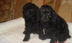 AKC COCKER /AKC.POODLE PUPPYS MOTHER 16 LB CREAM & WHITE COCKER SPANIEL - DAD IS BROWN AKC TOY POODLE 6 LBS-HE CH SIRE AND DAME OPT A BY GENE- THIS ARE A RESULT OF A GROOMING CLIENT'S USE OF MY STUD TOY POODLE "DOSSMAR TOAST OF THE TOWN" AKC AND DNA THESE