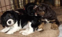 Cocker Spaniel puppies for sale 350.00 each. 2 girls and 2 boys. Boys are 1 rare color, Chocolate Merle, and 1 Chocolate with white markings. Girls are 1 Black with a tiny bit of white markings under her neck and 1 Black and white party. When these